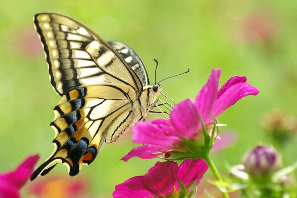 Der Schmetterling ernährt sich von Nektar