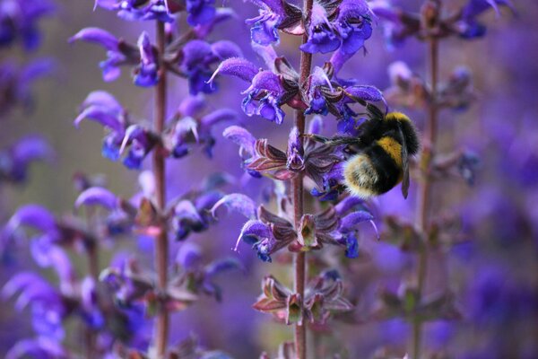 Il calabrone si siede sui fiori lilla