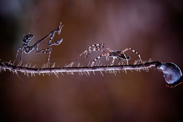 Encuentro y batalla de mantis y araña