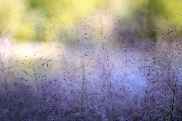 Macro shooting of a soft purple color