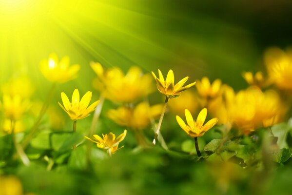 Gelbe Blüten auf hellgrünem Laub, die mit sonnigen Blättern überflutet sind