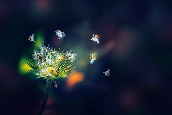 Flying white dandelion seeds on a dark blue background