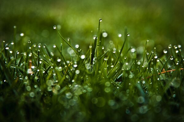 Gotas de lluvia en la hierba verde