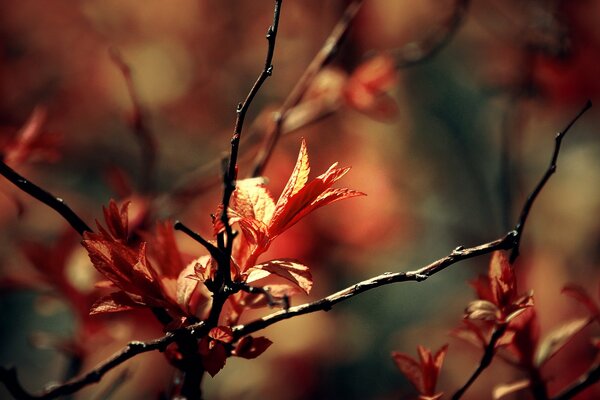 Macro photo of a branch with spring foliage