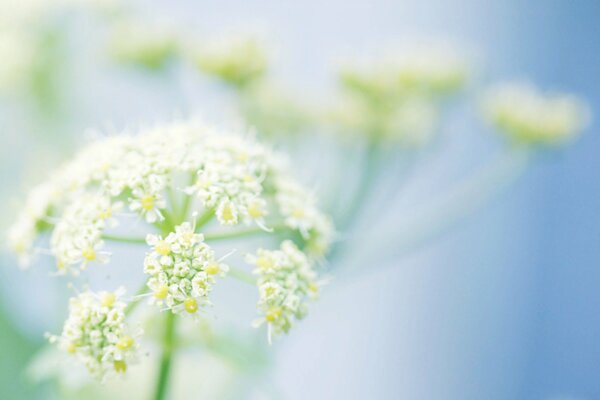 Inflorescences de verdure sur fond bleu