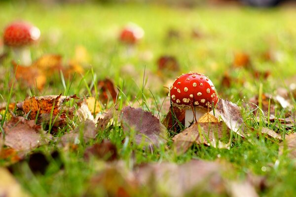 Macro photo of fly agaric on grass in foliage