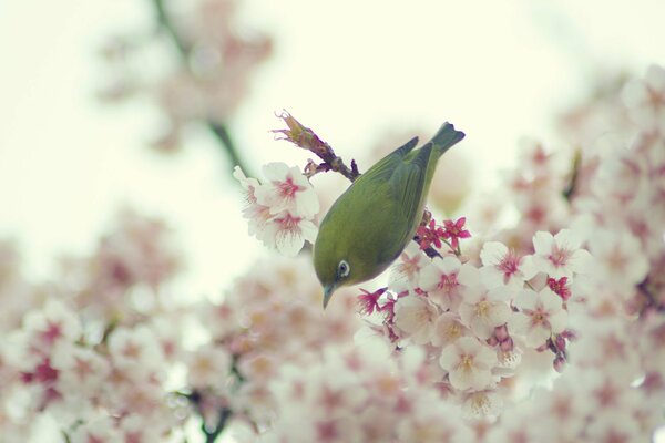 A beautiful bird flew to the spring branches