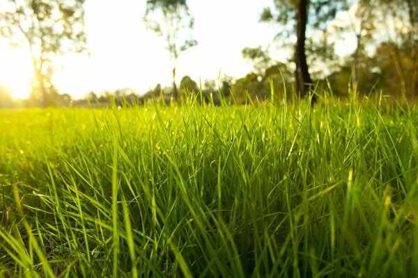 Green grass with dew drops