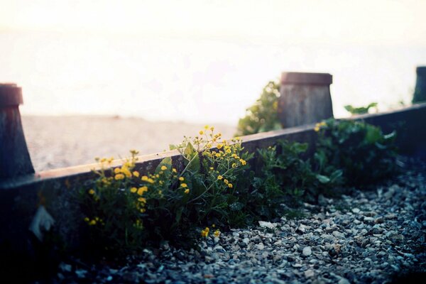 Fiori gialli che si fanno strada attraverso la ghiaia