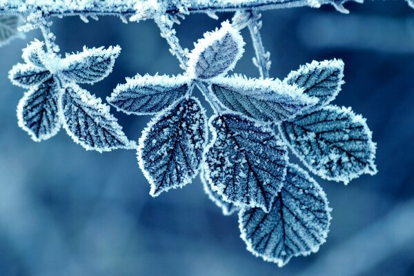 Frost pattern on leaves