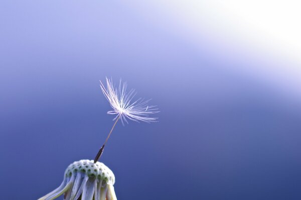 The last dandelion seed in the sky