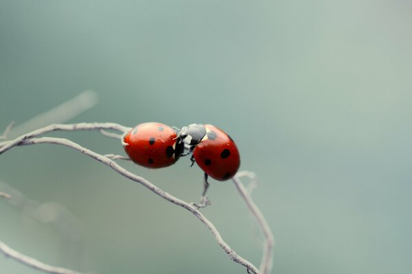 Gros plan de tir de coccinelles sur une branche