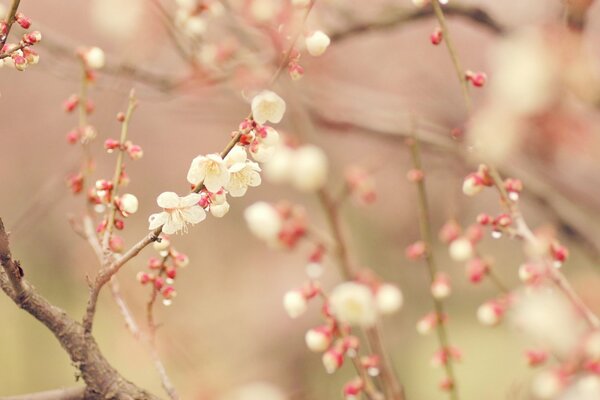 White flowering tree in spring