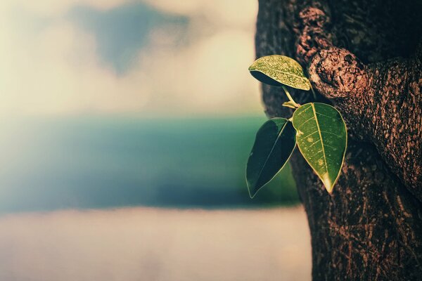 The tree trunk gives new life