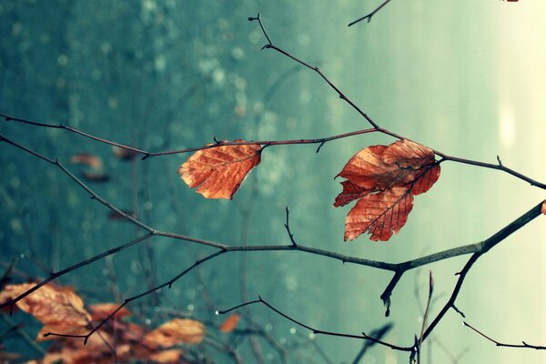 Riprese macro di rami di alberi autunnali con foglie