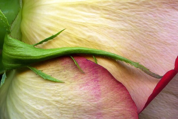 Foto macro del capullo de rosa