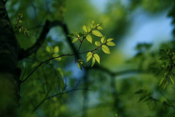 Young greenery for desktop wallpaper