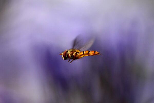 Vol d une guêpe sur fond lilas