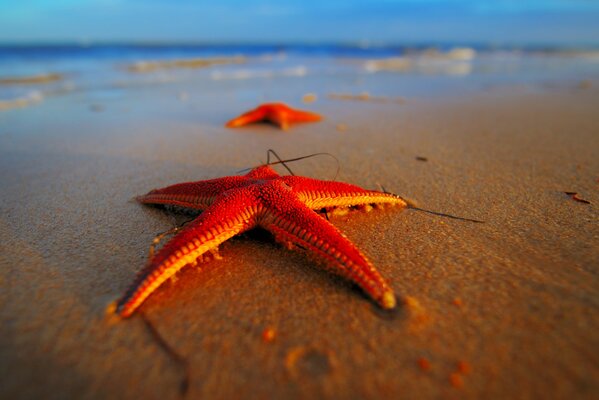 Foto de la estrella de kiasna en la playa del mar