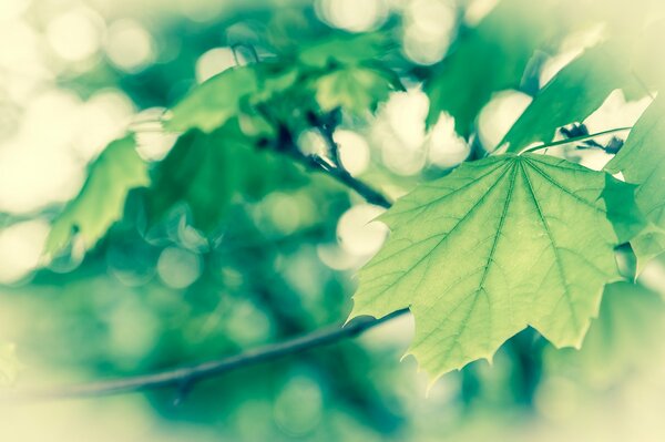 Spring green foliage on a tree