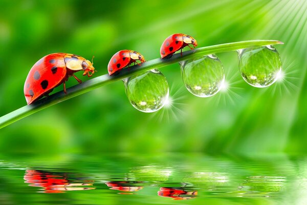 A family of ladybirds went for a walk