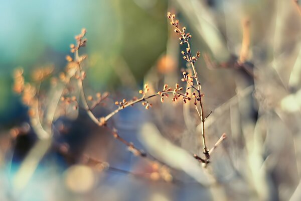 Bourgeons printaniers non ouverts dans un nuage lumineux