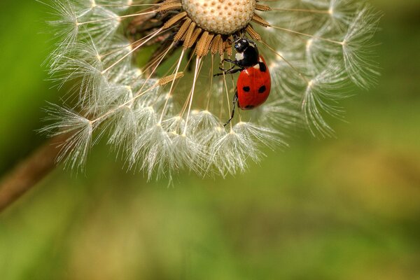 Bright ladybug on a dandelion