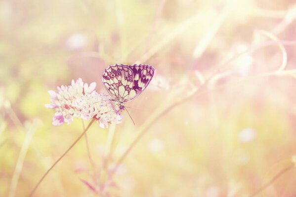 Una mariposa se sienta en una flor