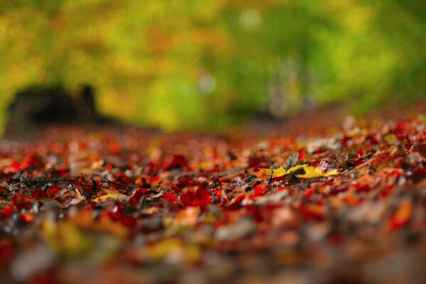 Herbstlaub raschelt unter den Füßen