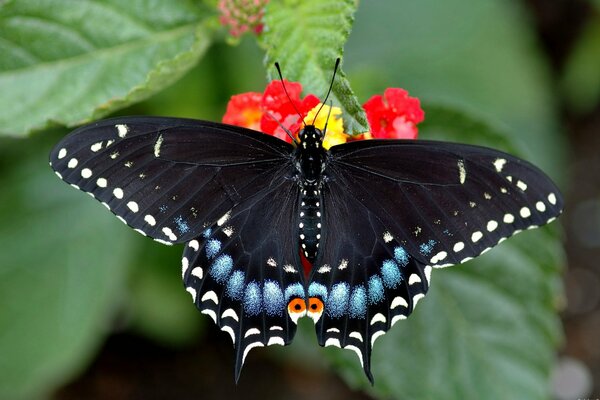 A bright butterfly sits on a flower