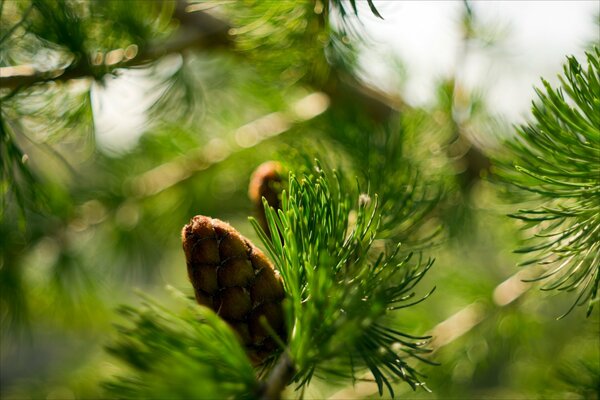 Photo de gros plan de cônes sur une branche d épinette