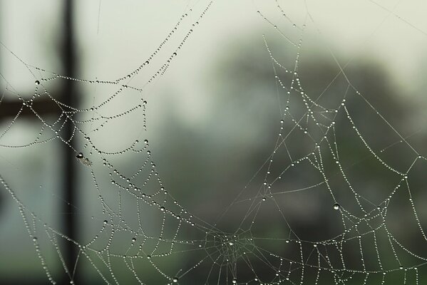 Telaraña de bosque en gotas de rocío