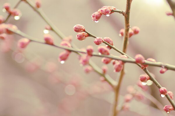 En primavera, los brotes se hinchan