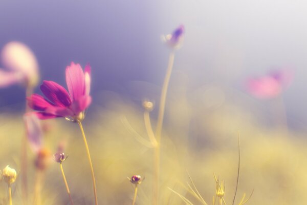 Pink wildflowers