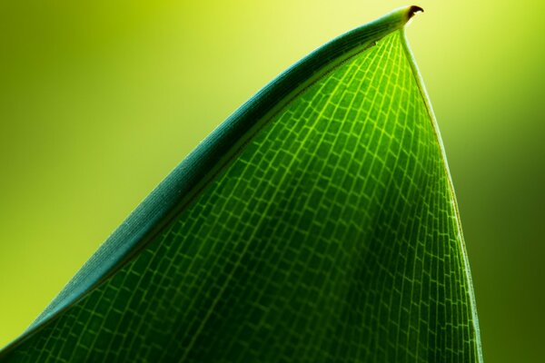 Macro photo. Green Leaf