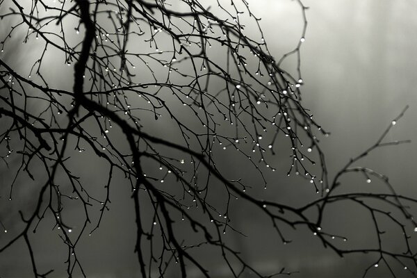 Fog and raindrops on the branches