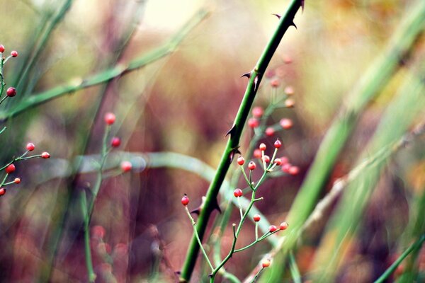 Red, small berries on a background of spiked stems