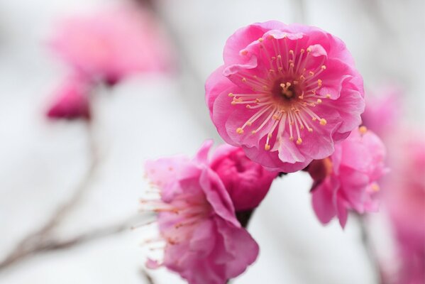 Apricot flowers slightly blurred macro image