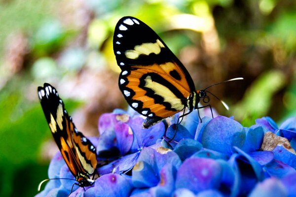 Papillons assis sur des fleurs bleues