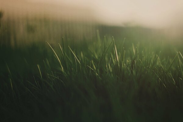 Herbe verte sous la prise de vue macro