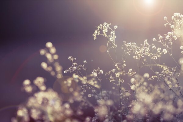 Dried flowers in the rays of light