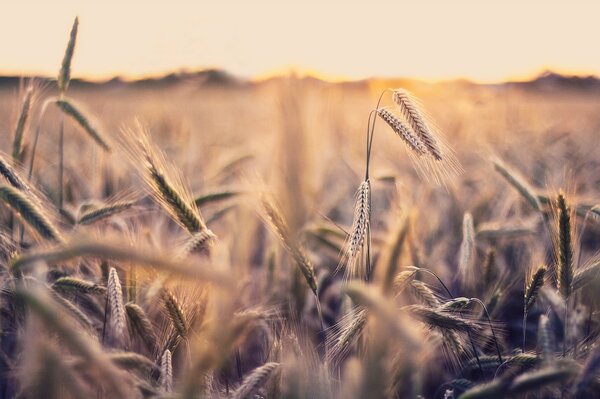 Riprese macro di spighette in campo