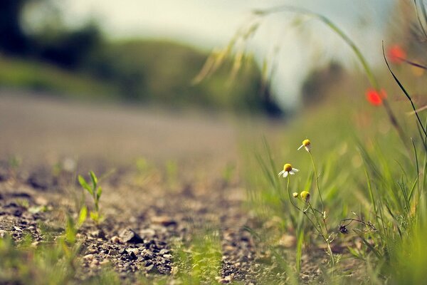 A couple of daisies on the side of the road