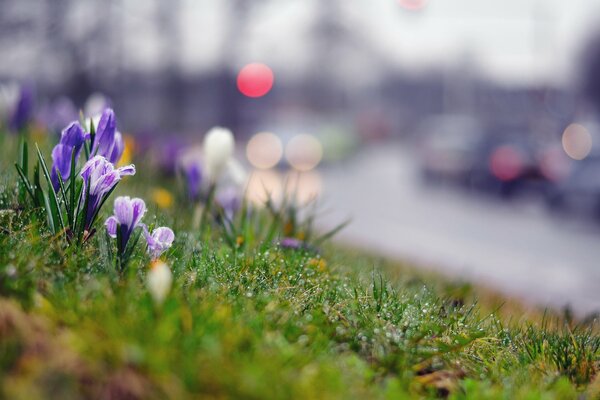 Piccoli fiori viola dopo la pioggia