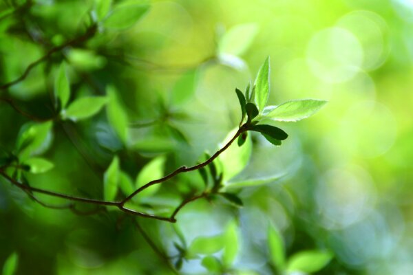 The sun is playing in the green foliage