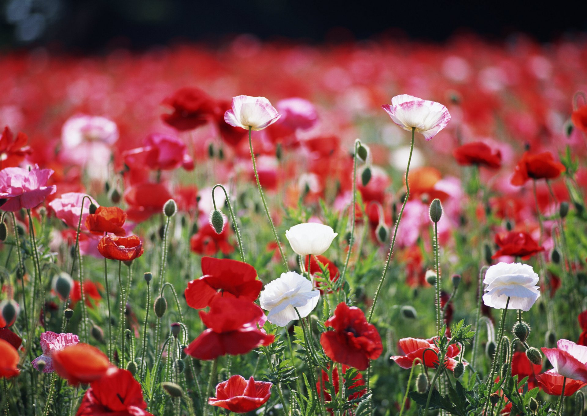 fleurs coquelicots rouge blanc champ gros plan plantes