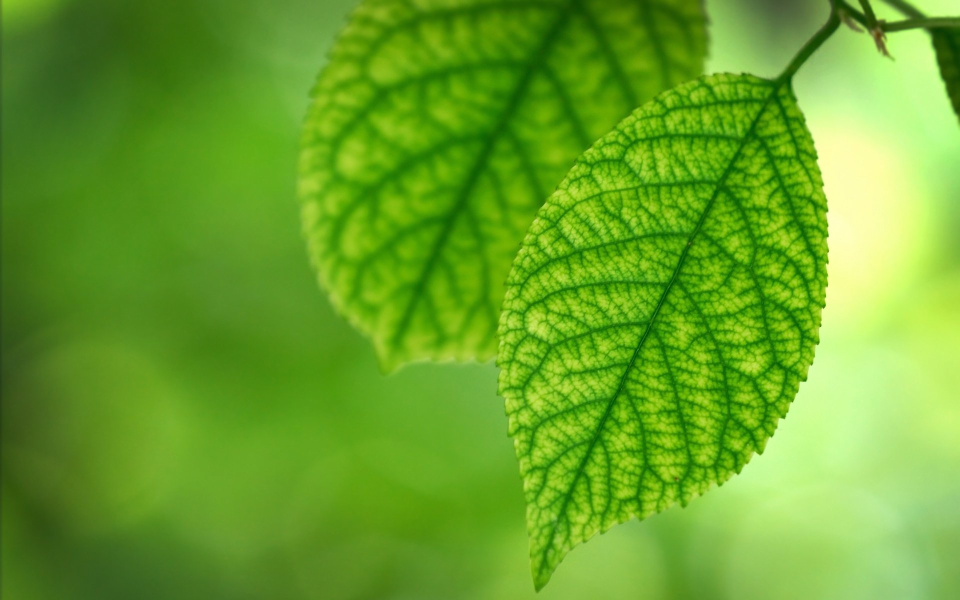 feuilles feuille feuilles verdure fraîcheur été printemps feuillage