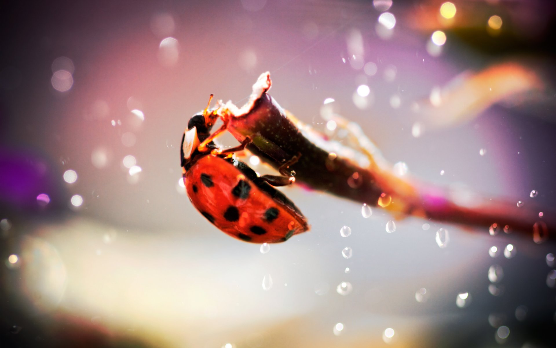 coccinelle insecte coléoptère photo mise au point éblouissement gouttes branche madpotat