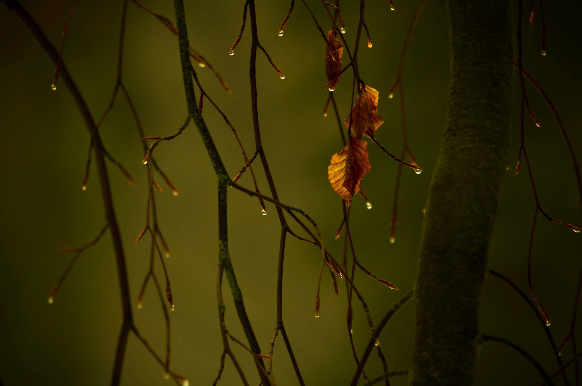 macro rama otoño follaje gotas