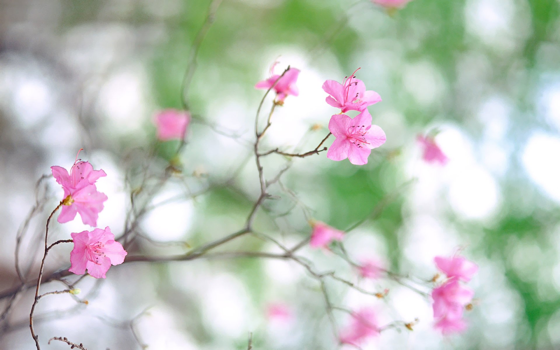 branche fleurs rose pétales printemps floraison flou photo nature macro